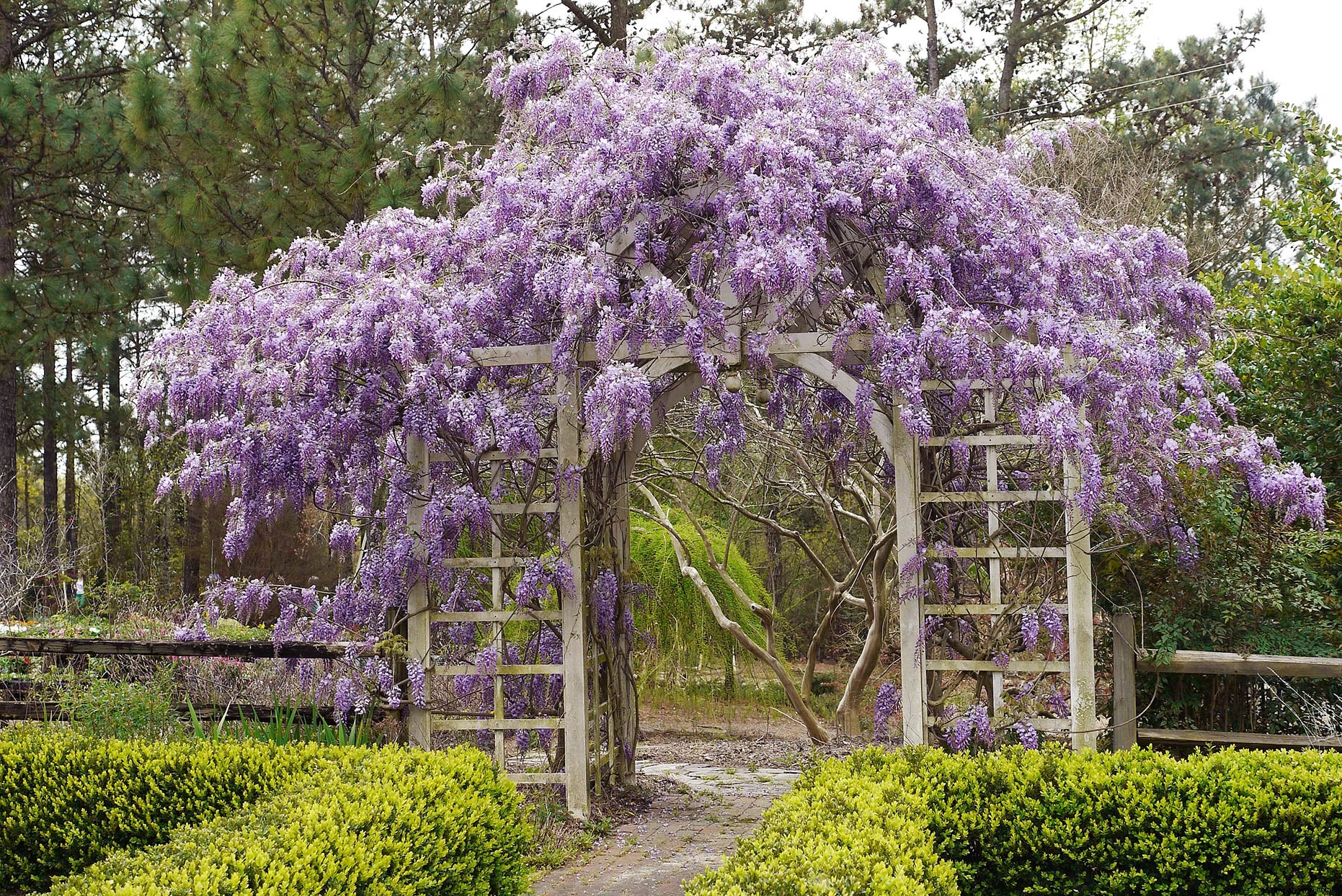 Las mejores glicinias para cultivar para disfrutar de las icónicas y aromáticas flores moradas 