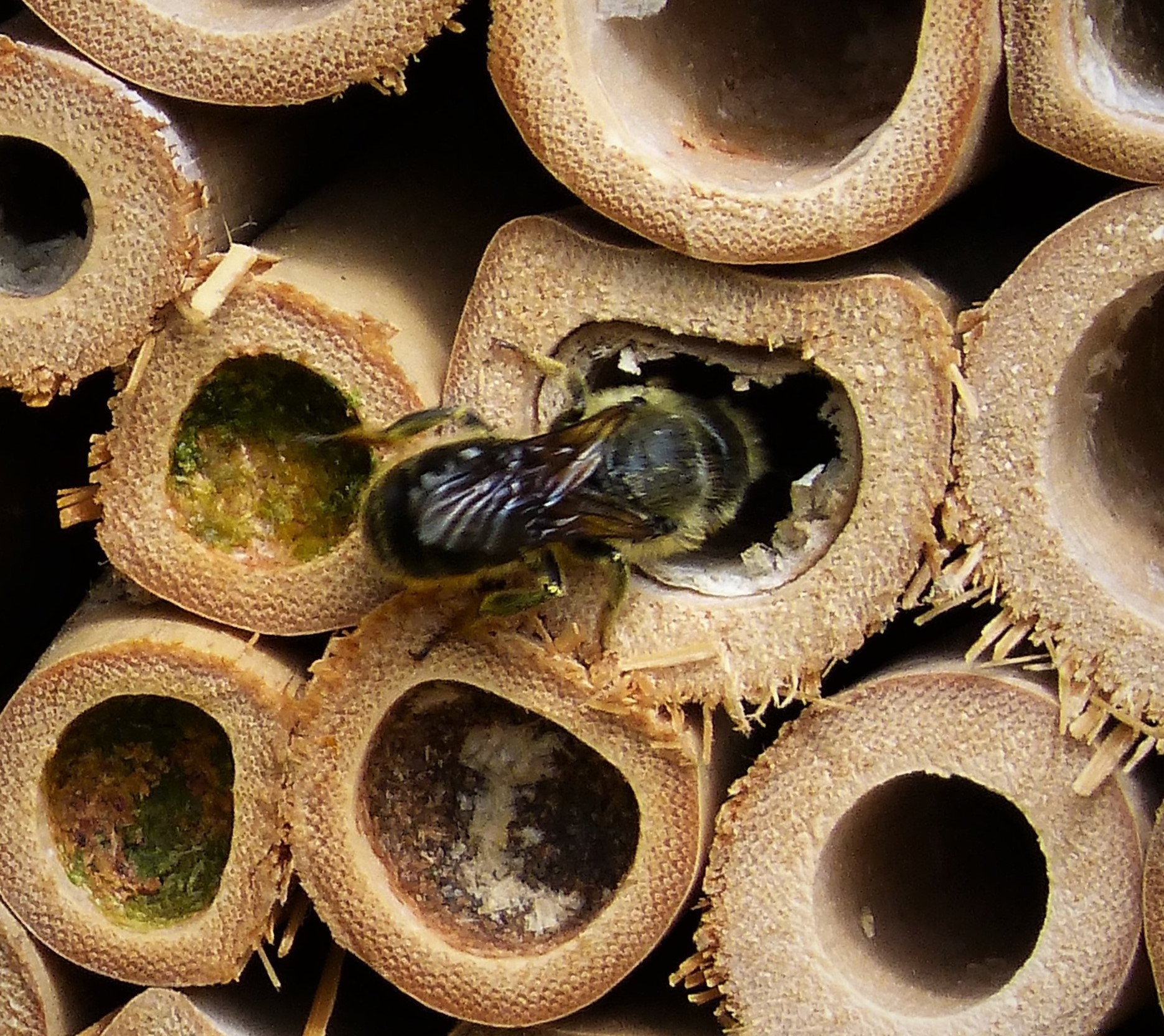 Una casa de abejas pertenece a su jardín ahora mismo:así es como se limpia 