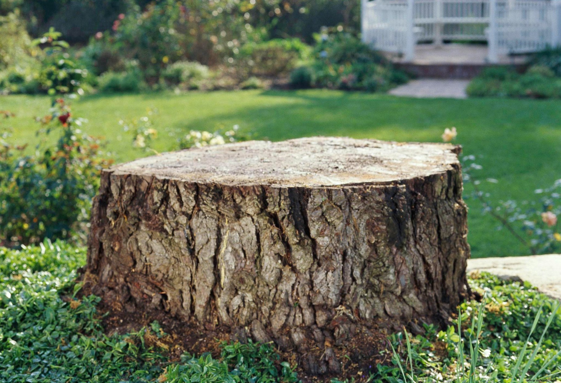 Cuando tiene que cortar un árbol grande, esto es lo que necesita saber 