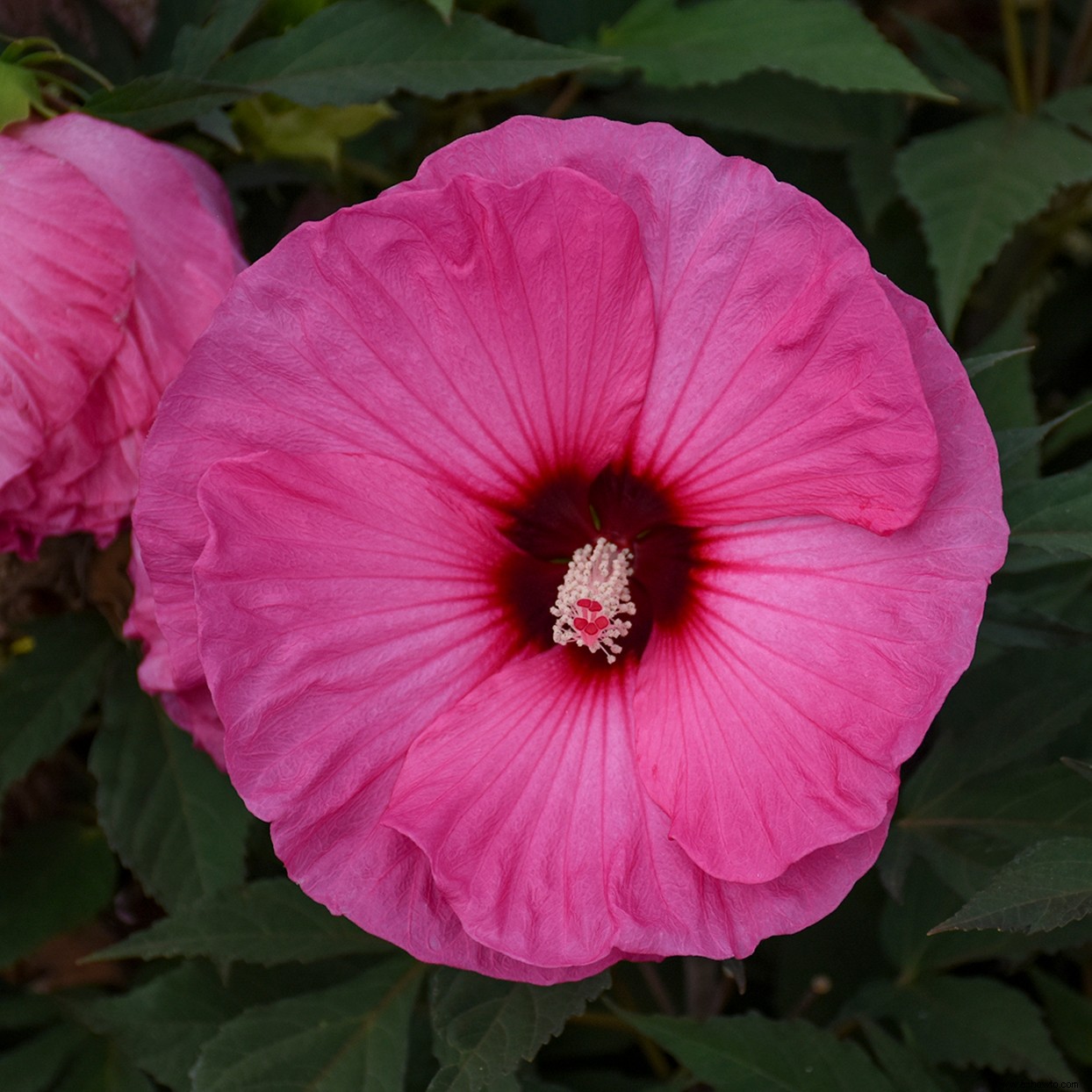Cultiva Candy Crush Hardy Hibiscus para un aspecto tropical en tu jardín 