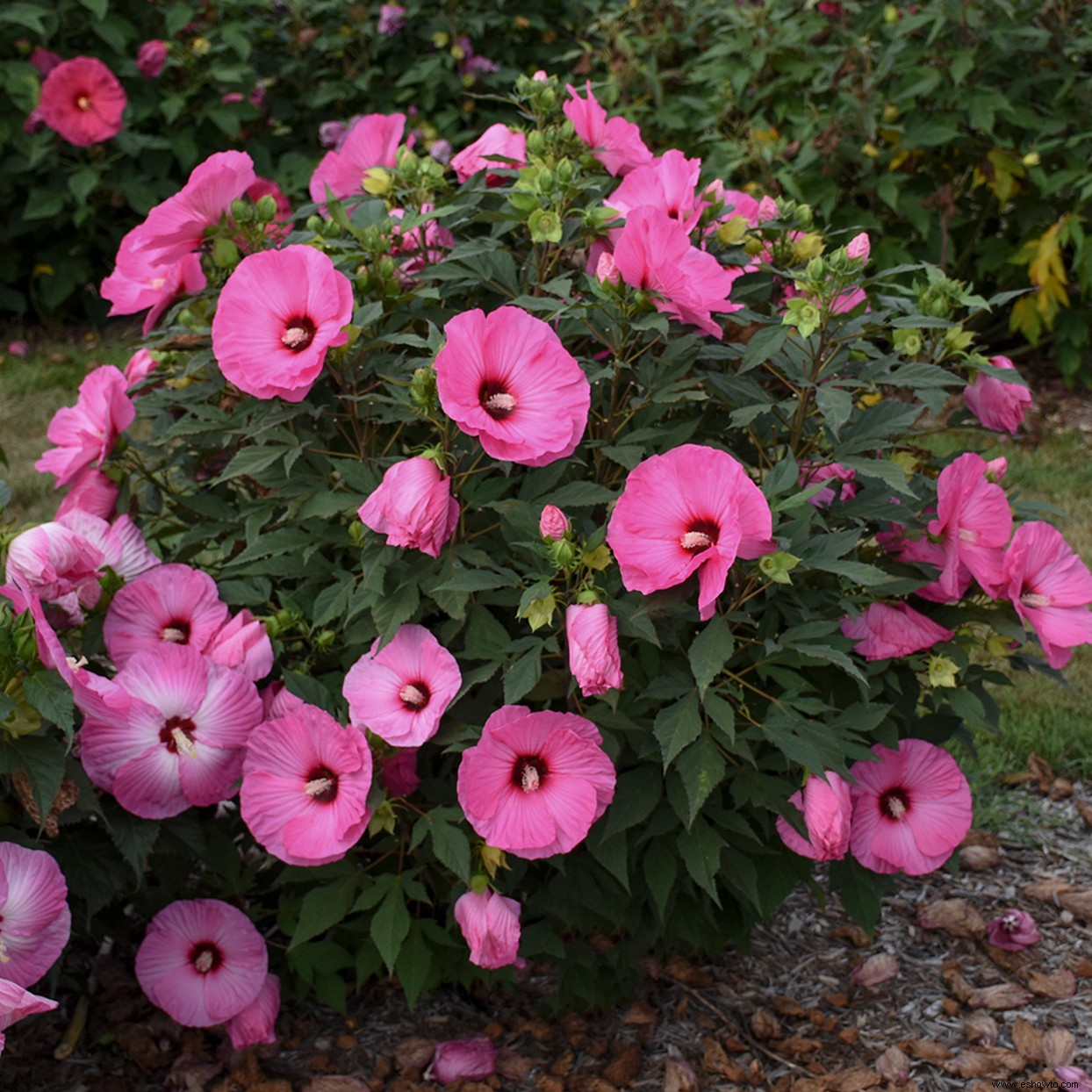 Cultiva Candy Crush Hardy Hibiscus para un aspecto tropical en tu jardín 