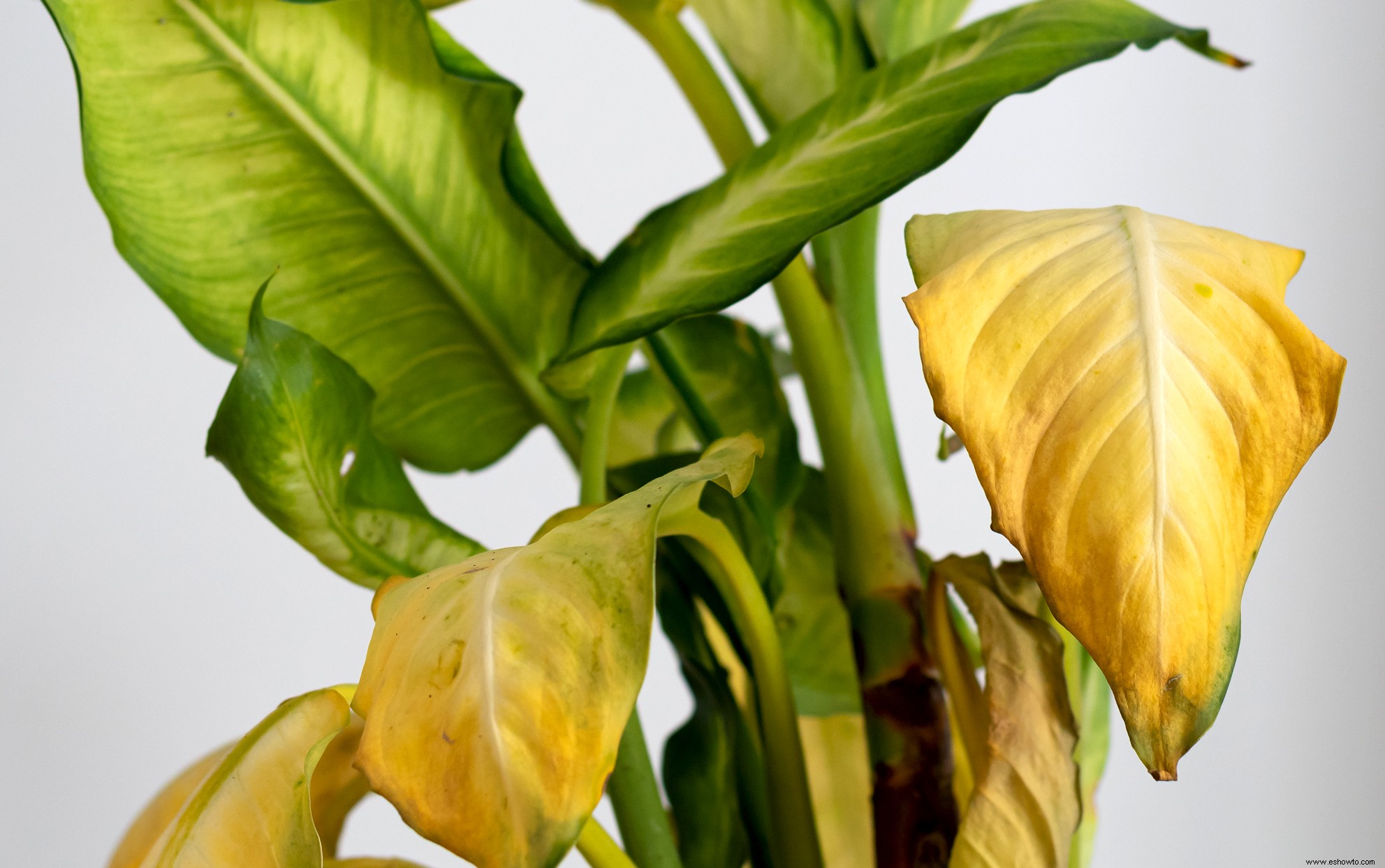 Sí, sus plantas de interior pueden quemarse con el sol:así es como prevenirlo 