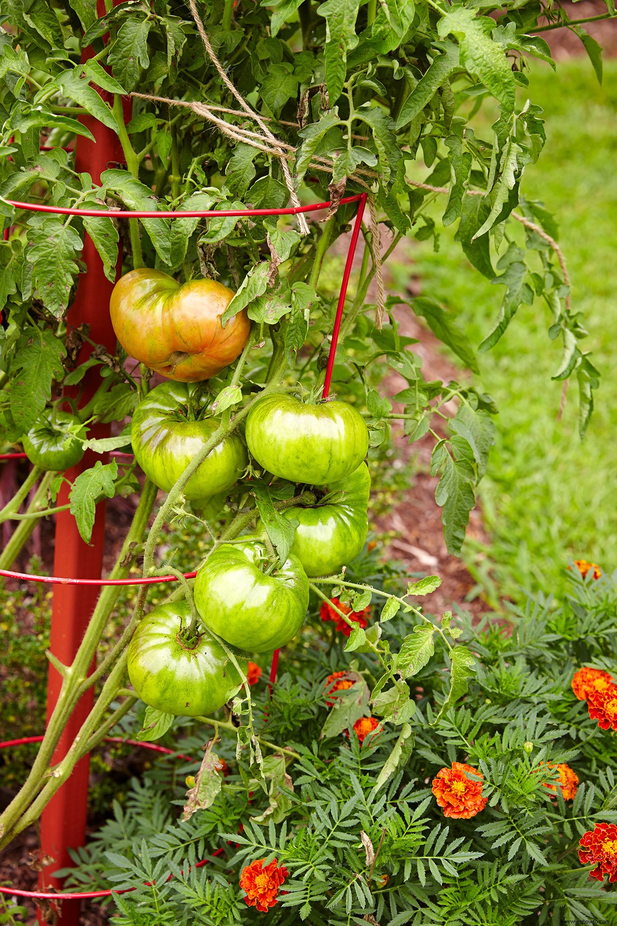 3 secretos para cosechar los tomates de mejor sabor 