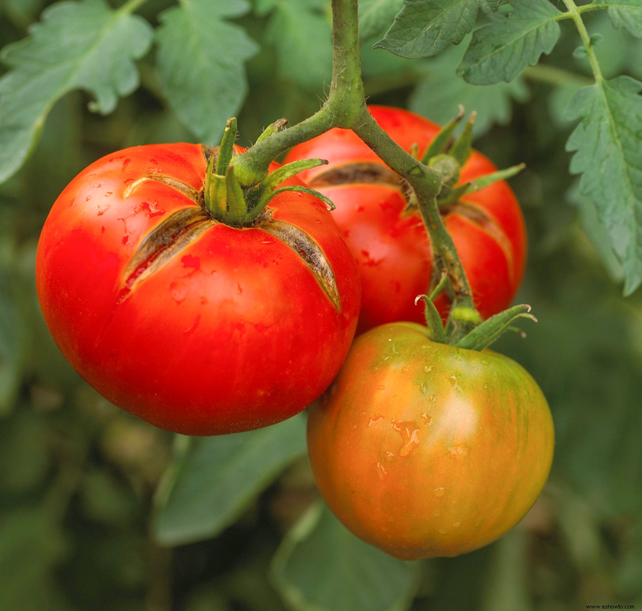 3 secretos para cosechar los tomates de mejor sabor 