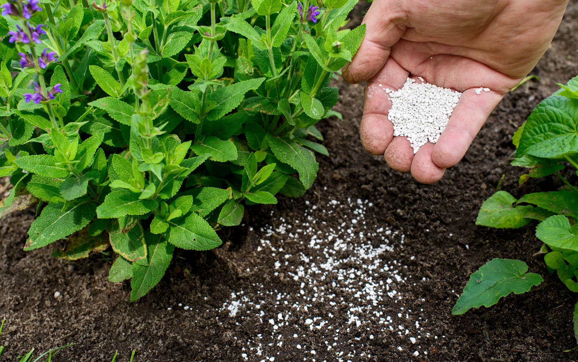 ¿Realmente necesita fertilizar sus plantas? Esto es lo que necesita saber 