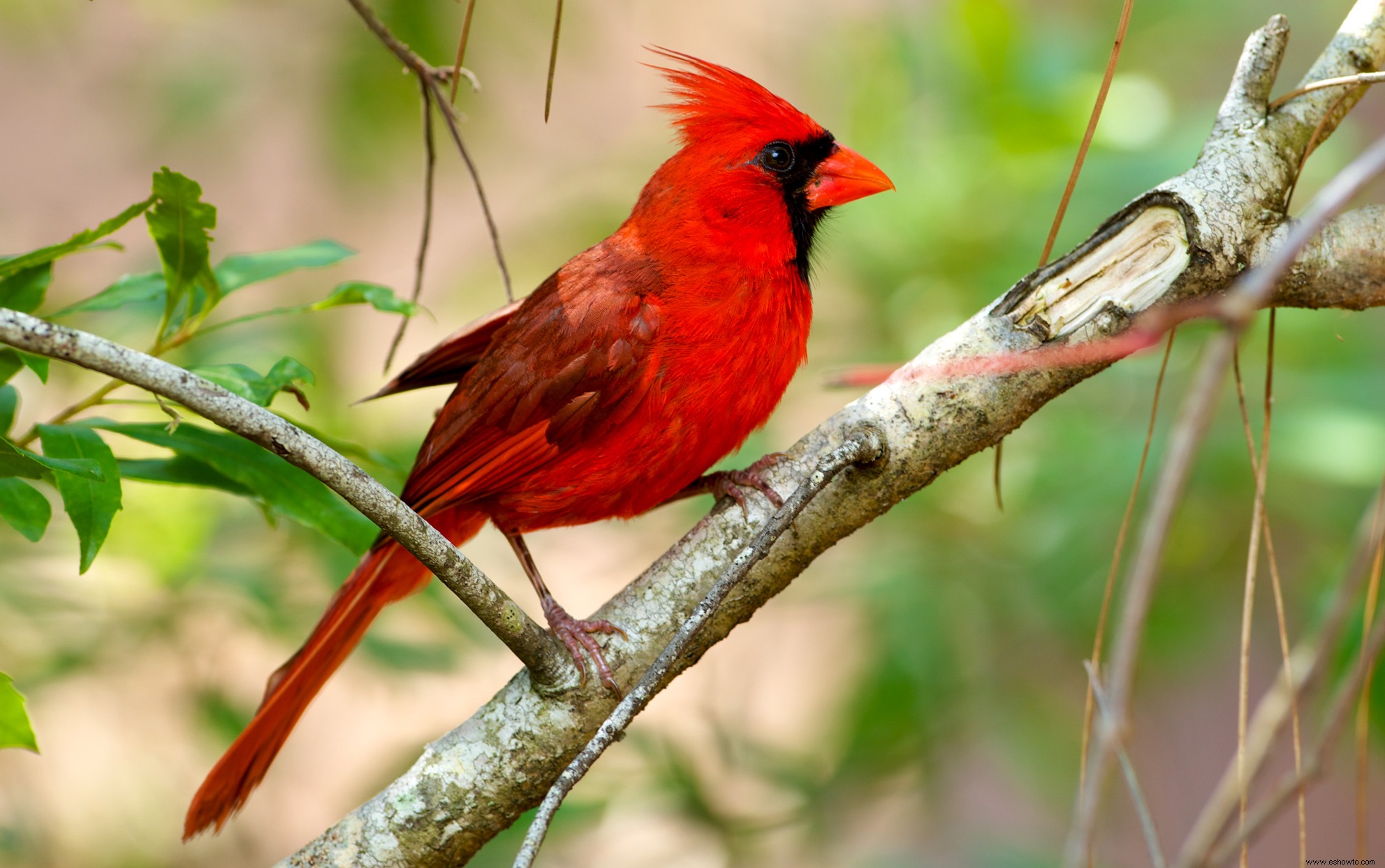 7 maneras de atraer cardenales para que puedas disfrutar de su belleza en tu jardín 
