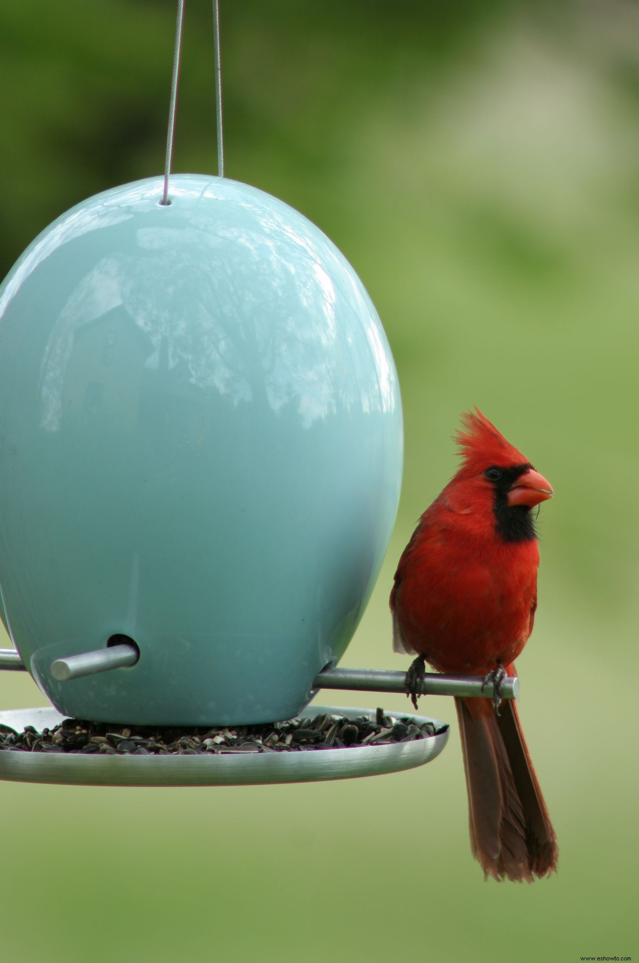 7 maneras de atraer cardenales para que puedas disfrutar de su belleza en tu jardín 