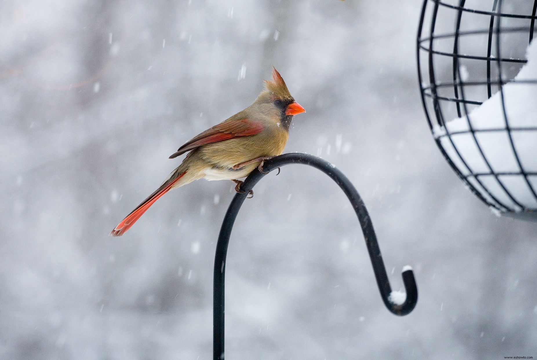 7 maneras de atraer cardenales para que puedas disfrutar de su belleza en tu jardín 