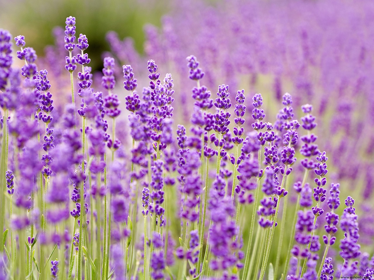 5 datos sobre la lavanda que harán que ames aún más esta fragante hierba 