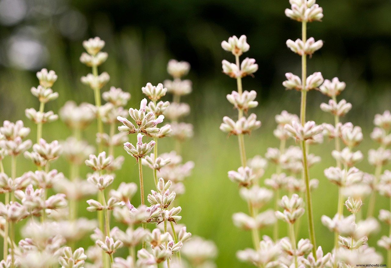 5 datos sobre la lavanda que harán que ames aún más esta fragante hierba 