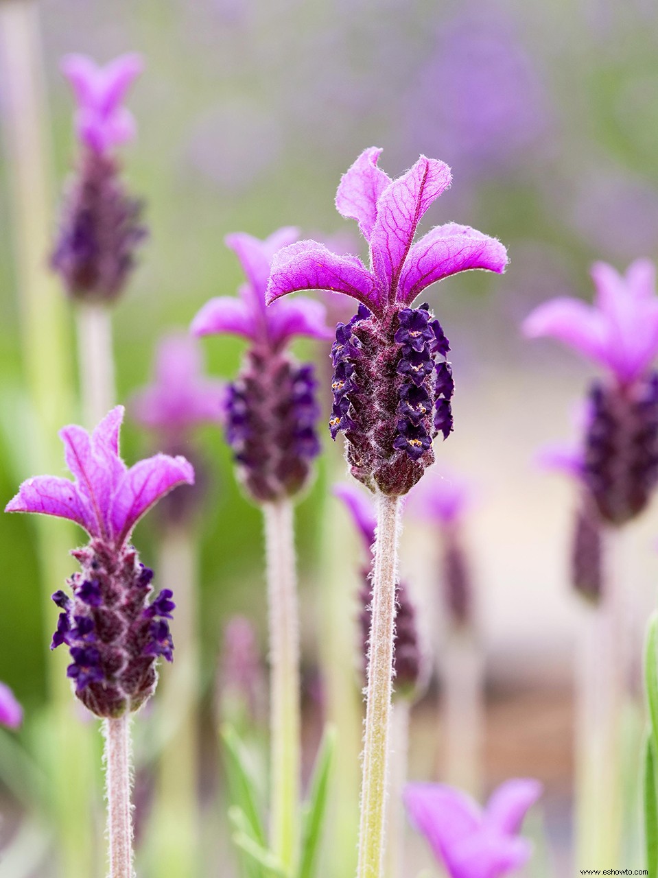 5 datos sobre la lavanda que harán que ames aún más esta fragante hierba 