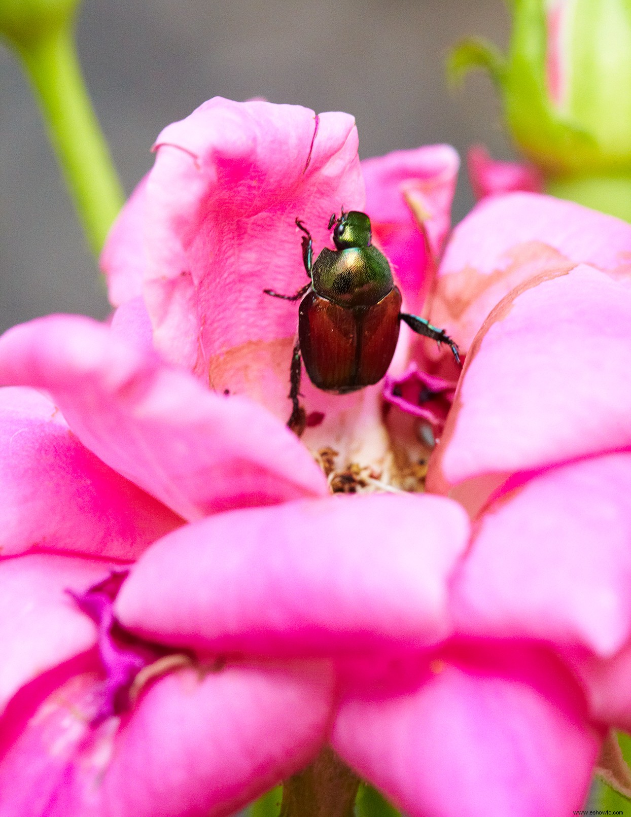 9 de los peores errores que debes dejar de cometer con tus rosas 