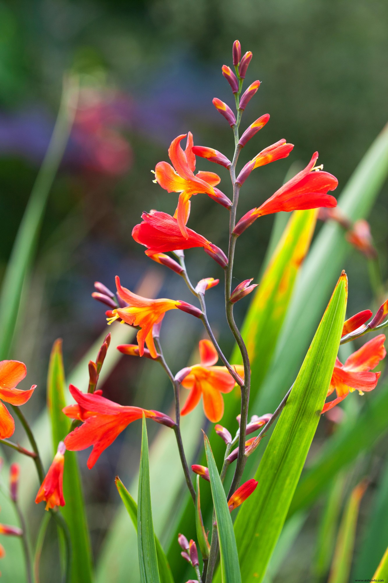 ¿Qué son los lirios Orienpet y por qué los necesita en su jardín? 