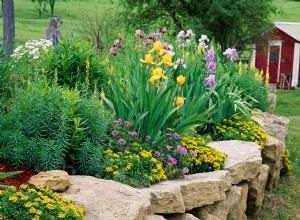 7 Errores Comunes al Cultivar Plantas Perennes que Debes Evitar