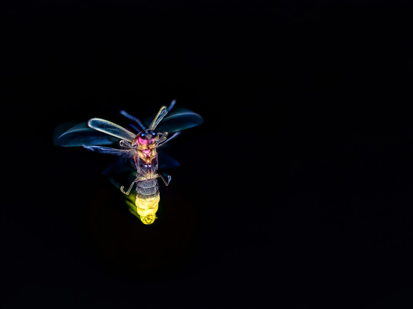 Ver luciérnagas este verano podría ayudar a los científicos a estudiar estos insectos fascinantes 