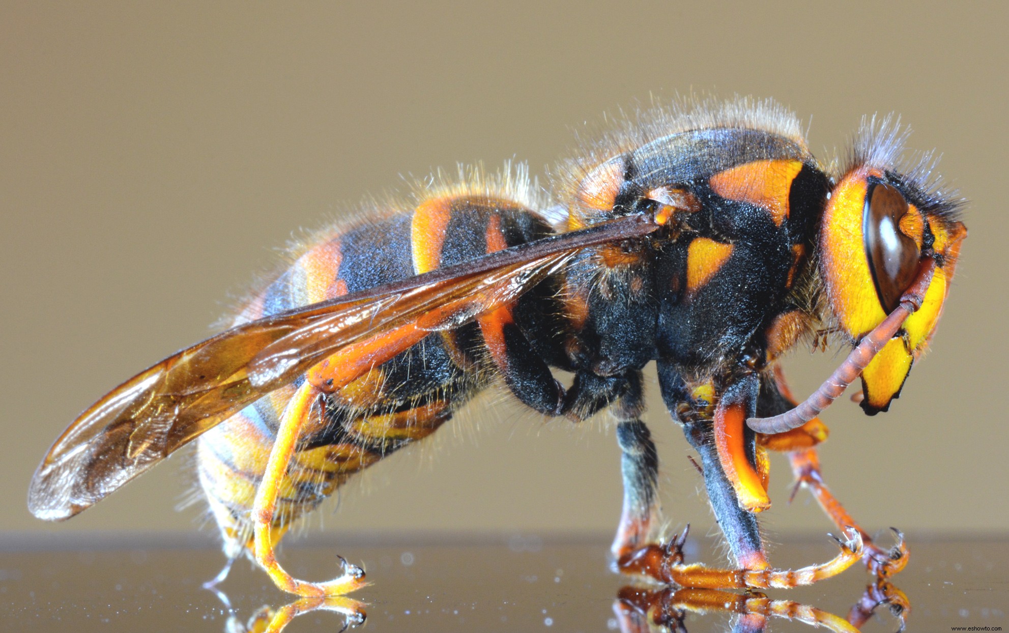 El miedo a los avispones gigantes asiáticos amenaza a las abejas y avispas útiles, dicen los expertos 