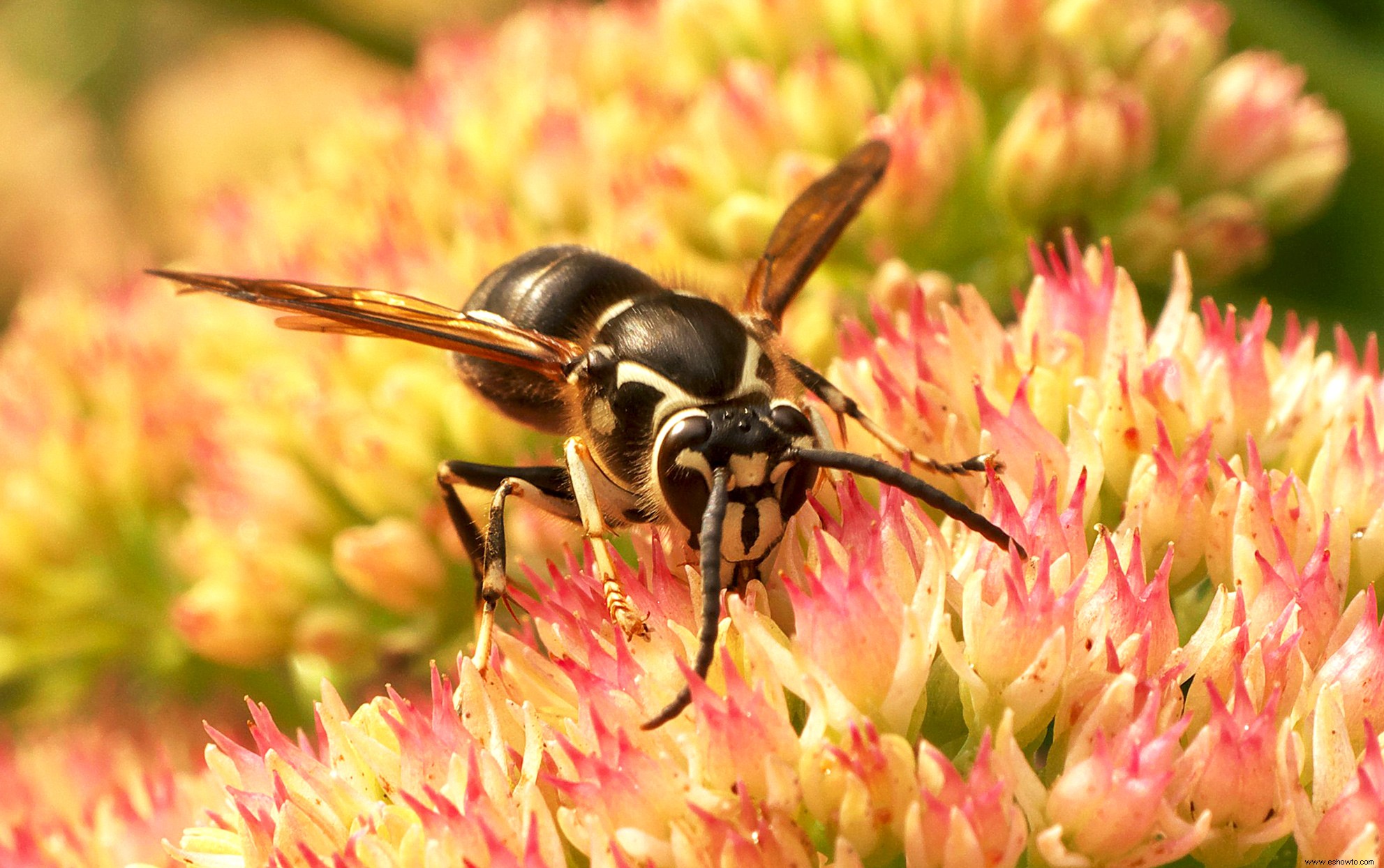 El miedo a los avispones gigantes asiáticos amenaza a las abejas y avispas útiles, dicen los expertos 