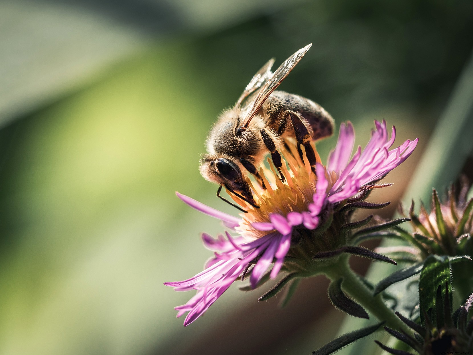 El miedo a los avispones gigantes asiáticos amenaza a las abejas y avispas útiles, dicen los expertos 