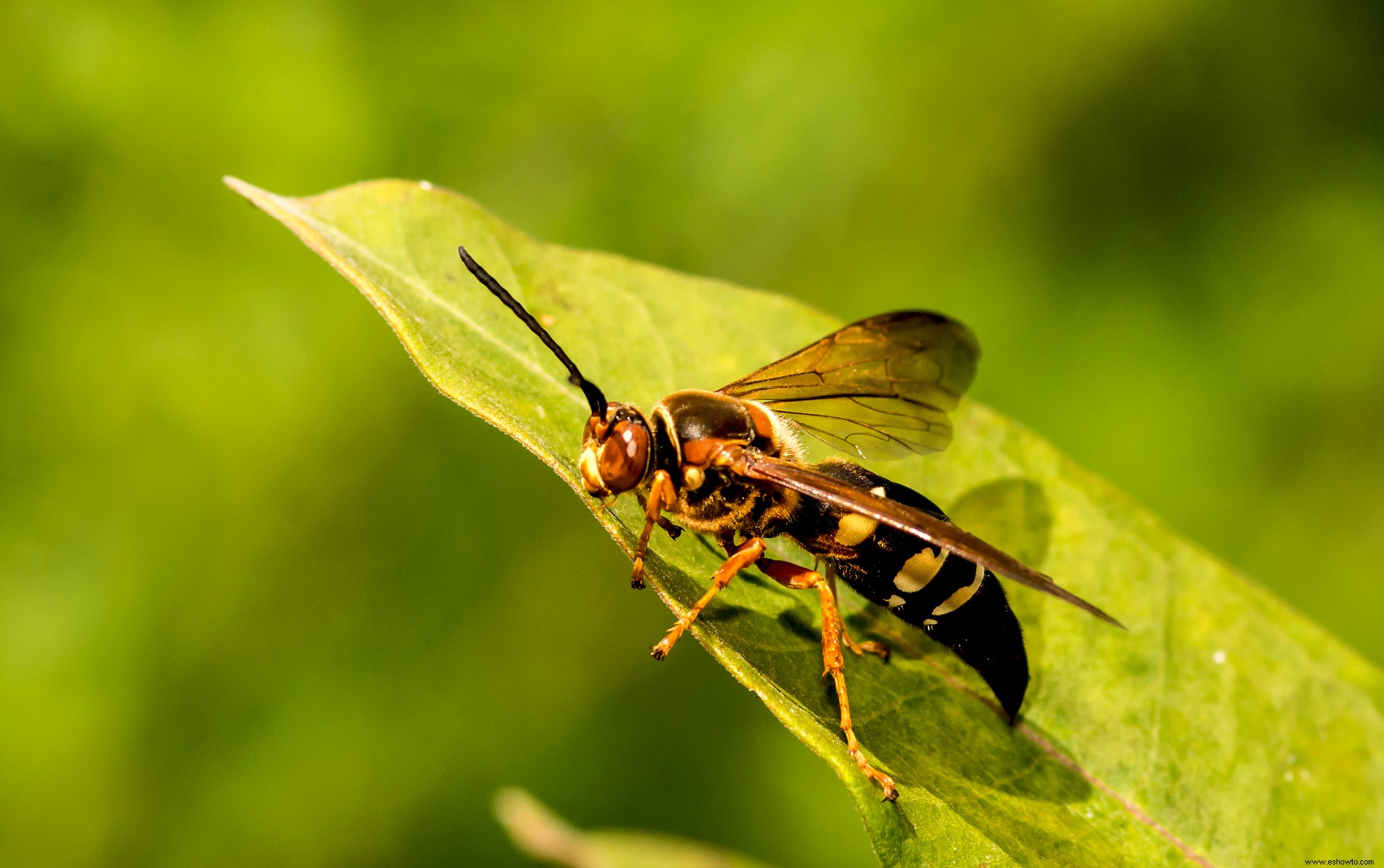 El miedo a los avispones gigantes asiáticos amenaza a las abejas y avispas útiles, dicen los expertos 