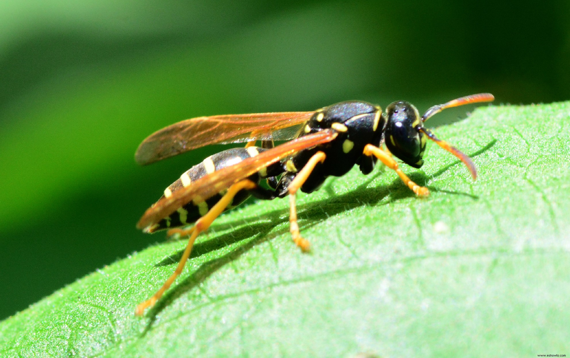 El miedo a los avispones gigantes asiáticos amenaza a las abejas y avispas útiles, dicen los expertos 