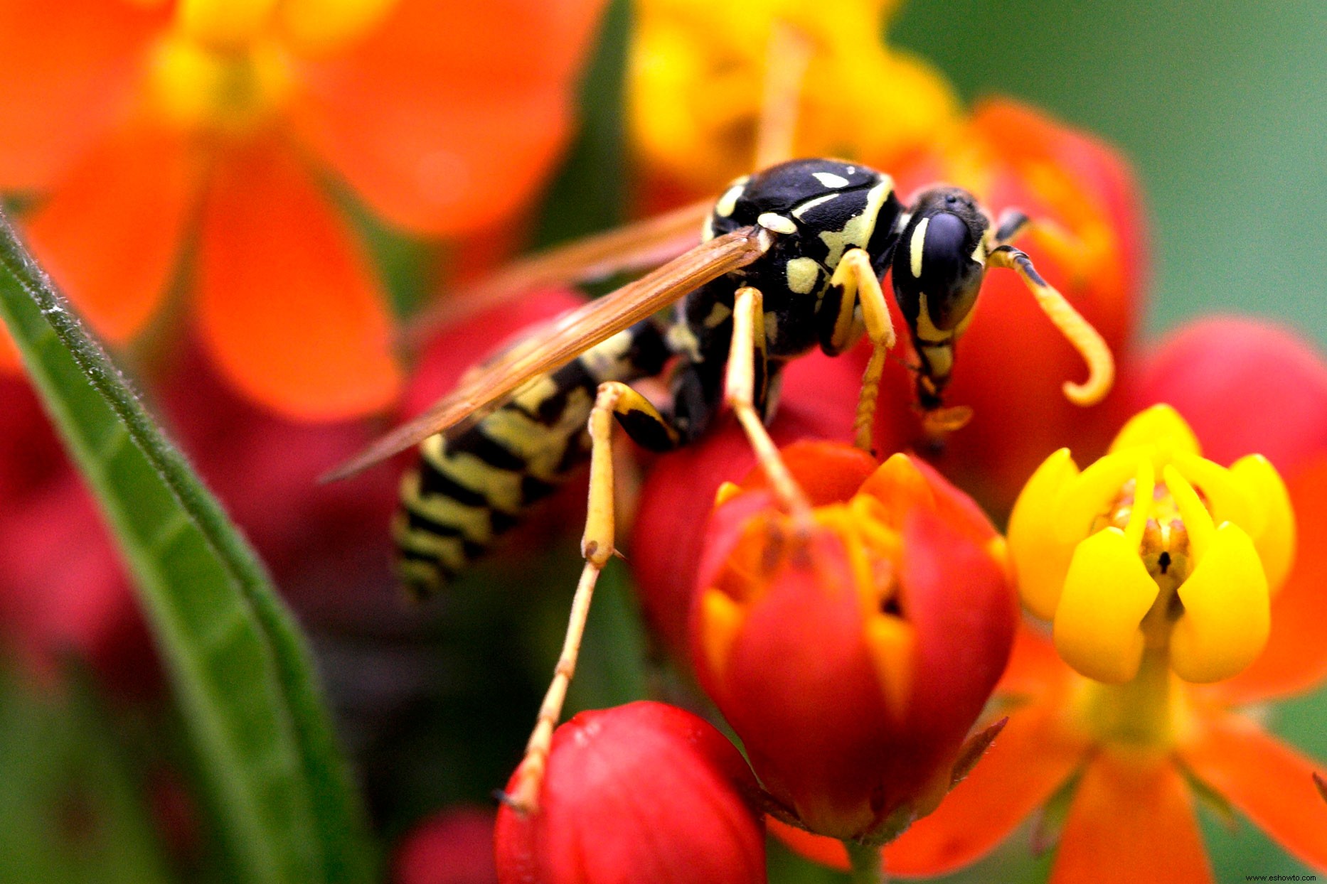 El miedo a los avispones gigantes asiáticos amenaza a las abejas y avispas útiles, dicen los expertos 