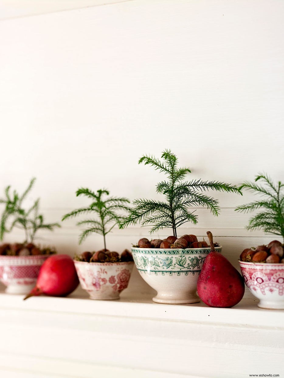 Los pinos de la isla de Norfolk son la planta de interior perfecta para decorar durante las fiestas 