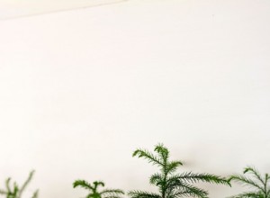 Pino de la Isla de Norfolk: la planta de interior ideal para decorar Navidad y todo el año