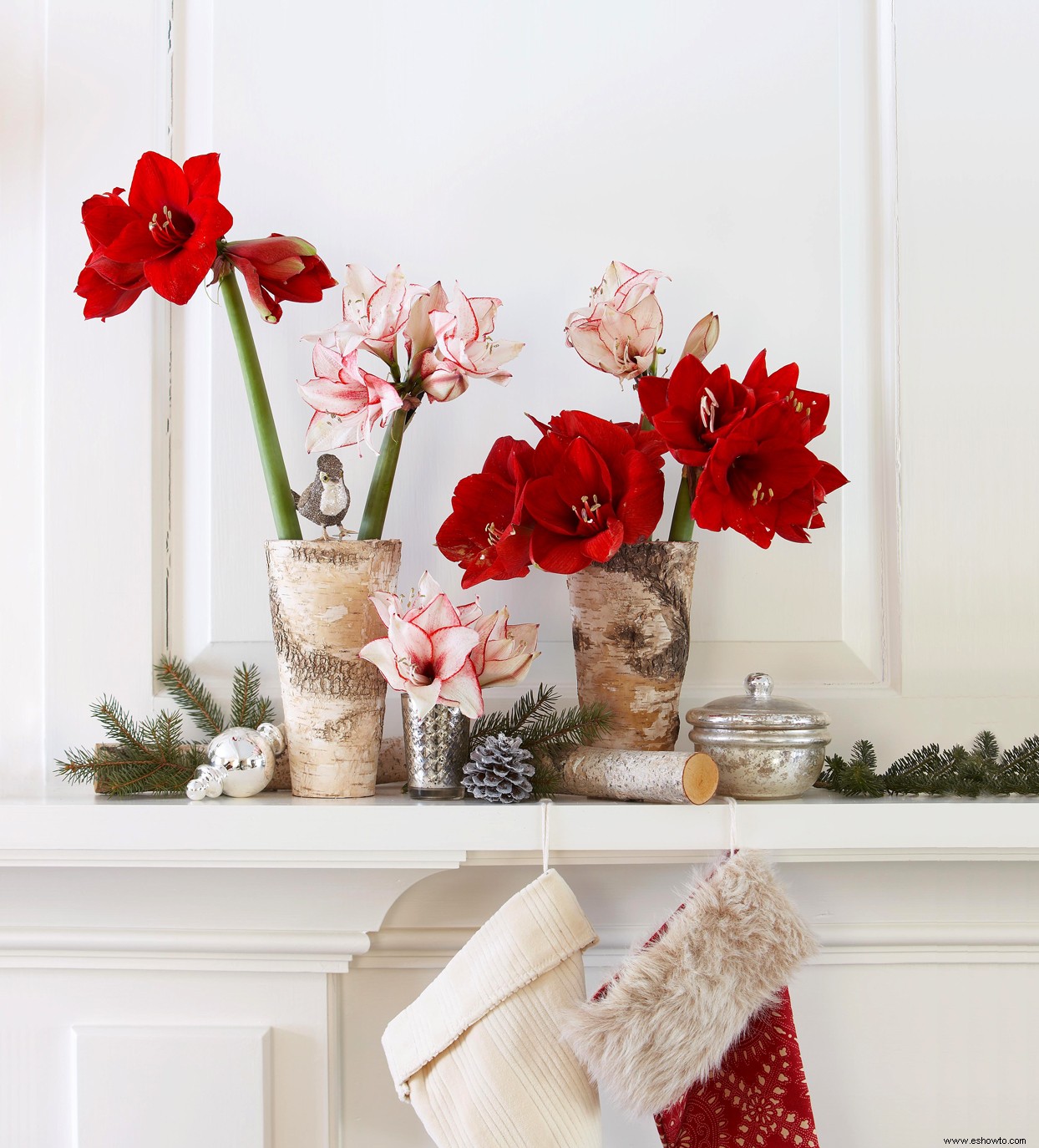 5 de las plantas de interior con flores más festivas para la decoración navideña 