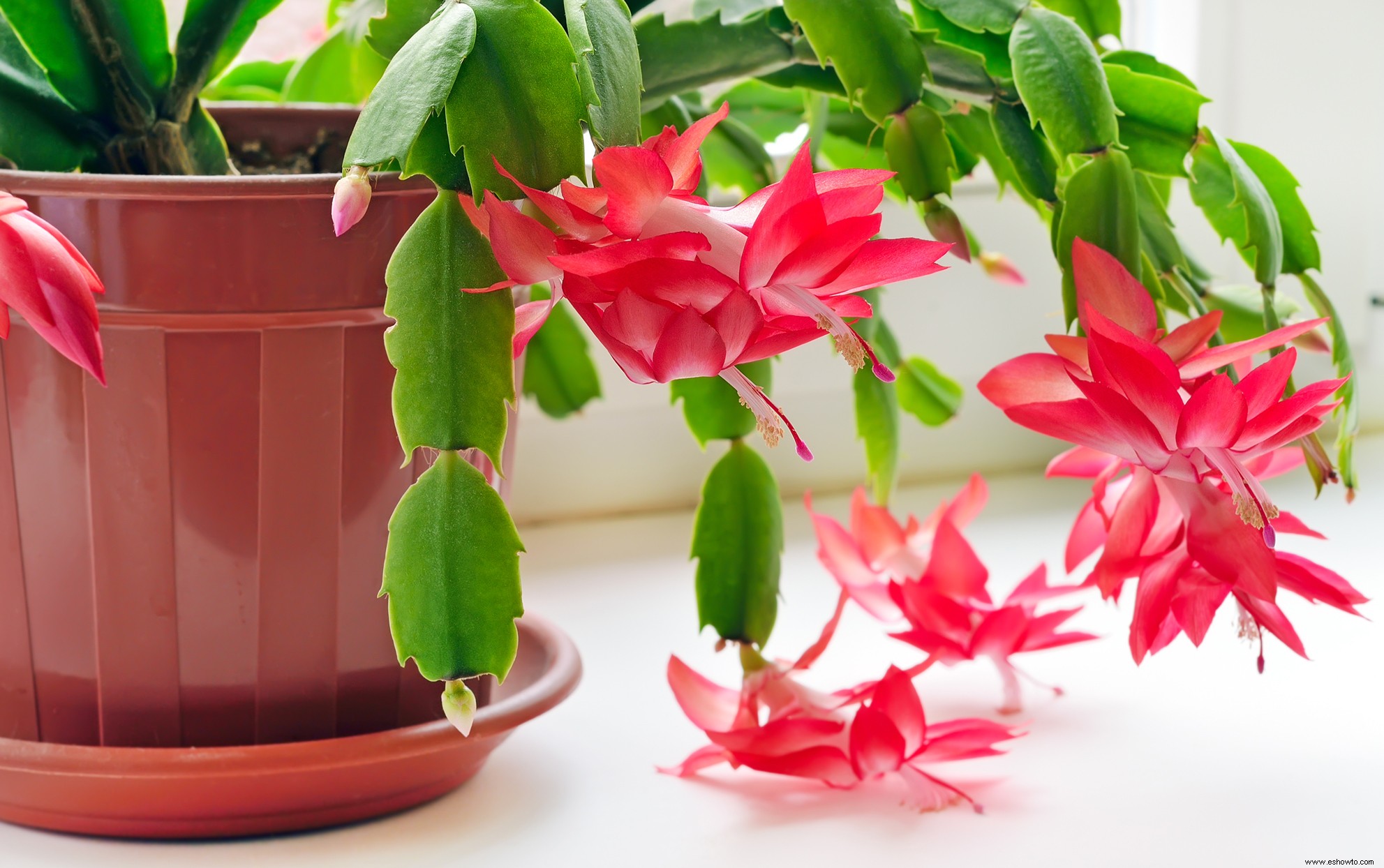 5 de las plantas de interior con flores más festivas para la decoración navideña 