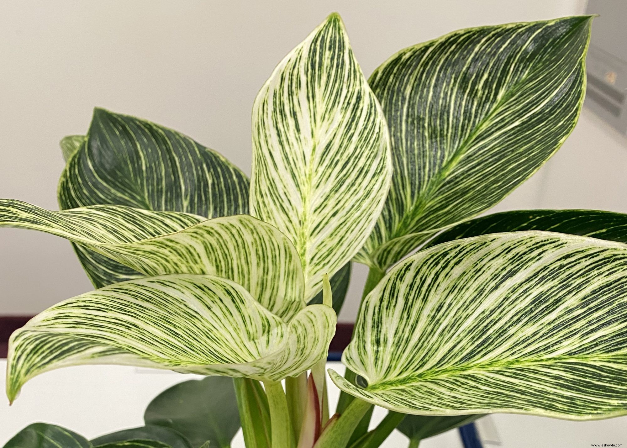 5 de las nuevas plantas de interior más coloridas que necesitas para alegrar tu hogar 
