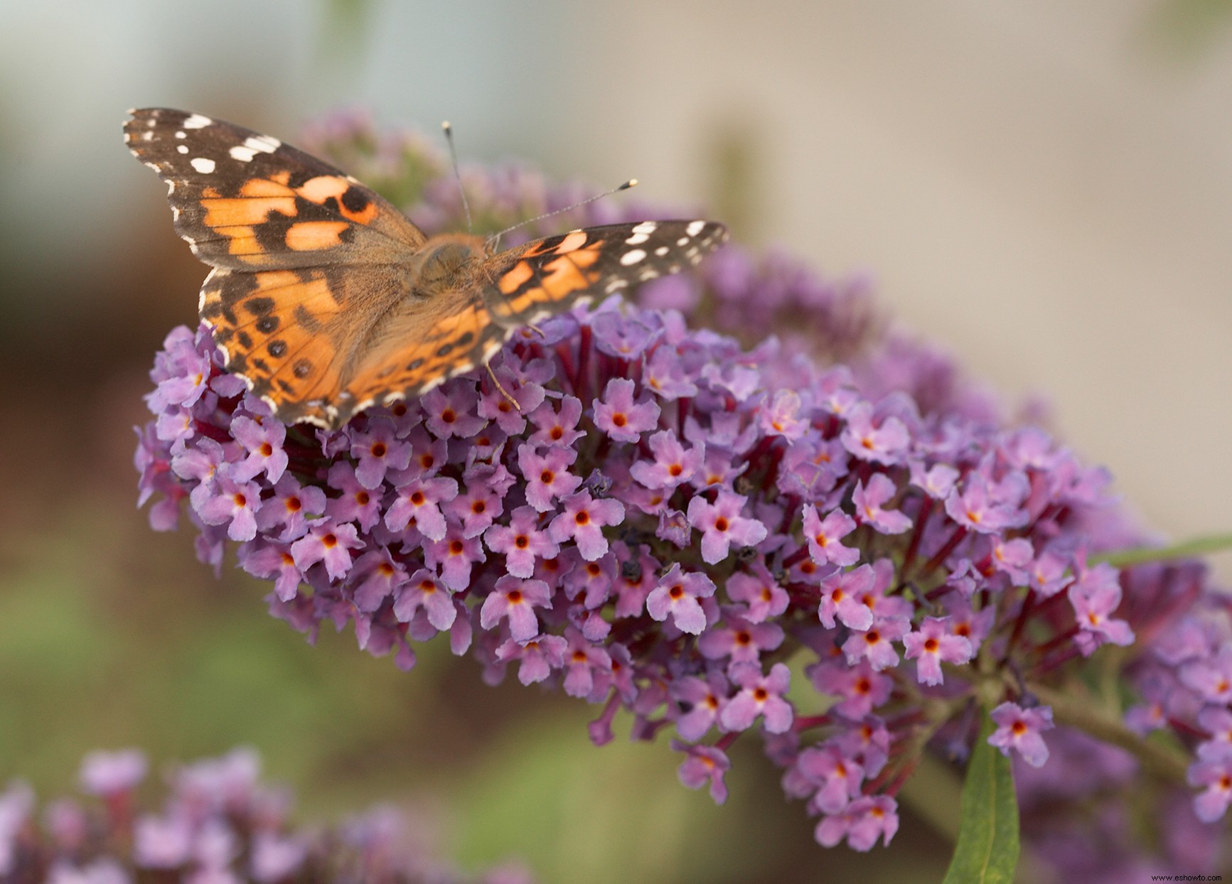 Butterfly Bush es el arbusto perfecto, excepto que puede convertirse en una mala hierba terrible 