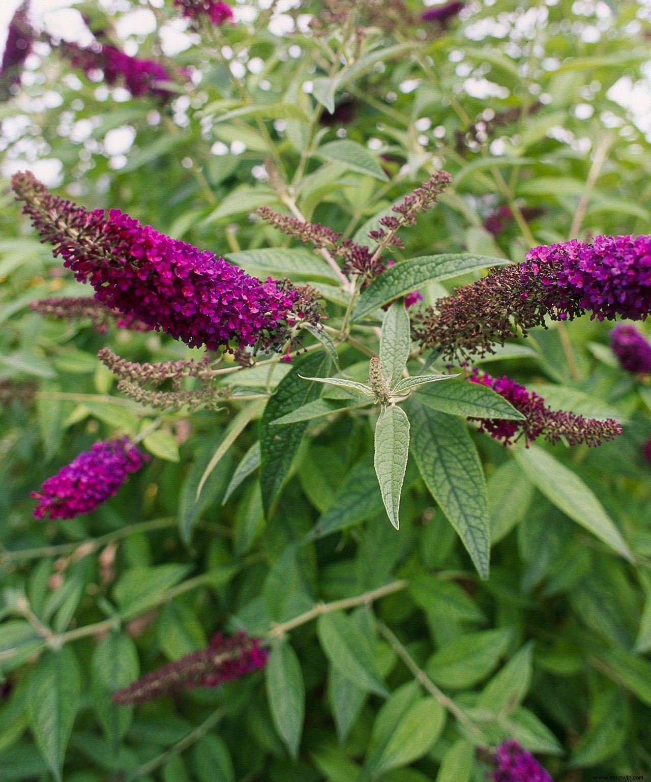 Butterfly Bush es el arbusto perfecto, excepto que puede convertirse en una mala hierba terrible 