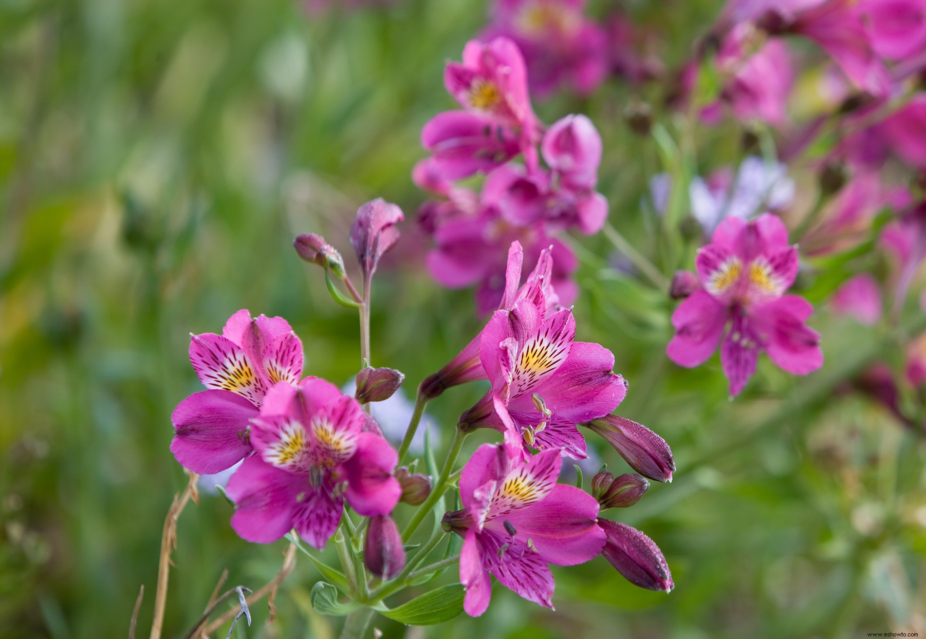 Elija estas flores que duran para arreglos duraderos 