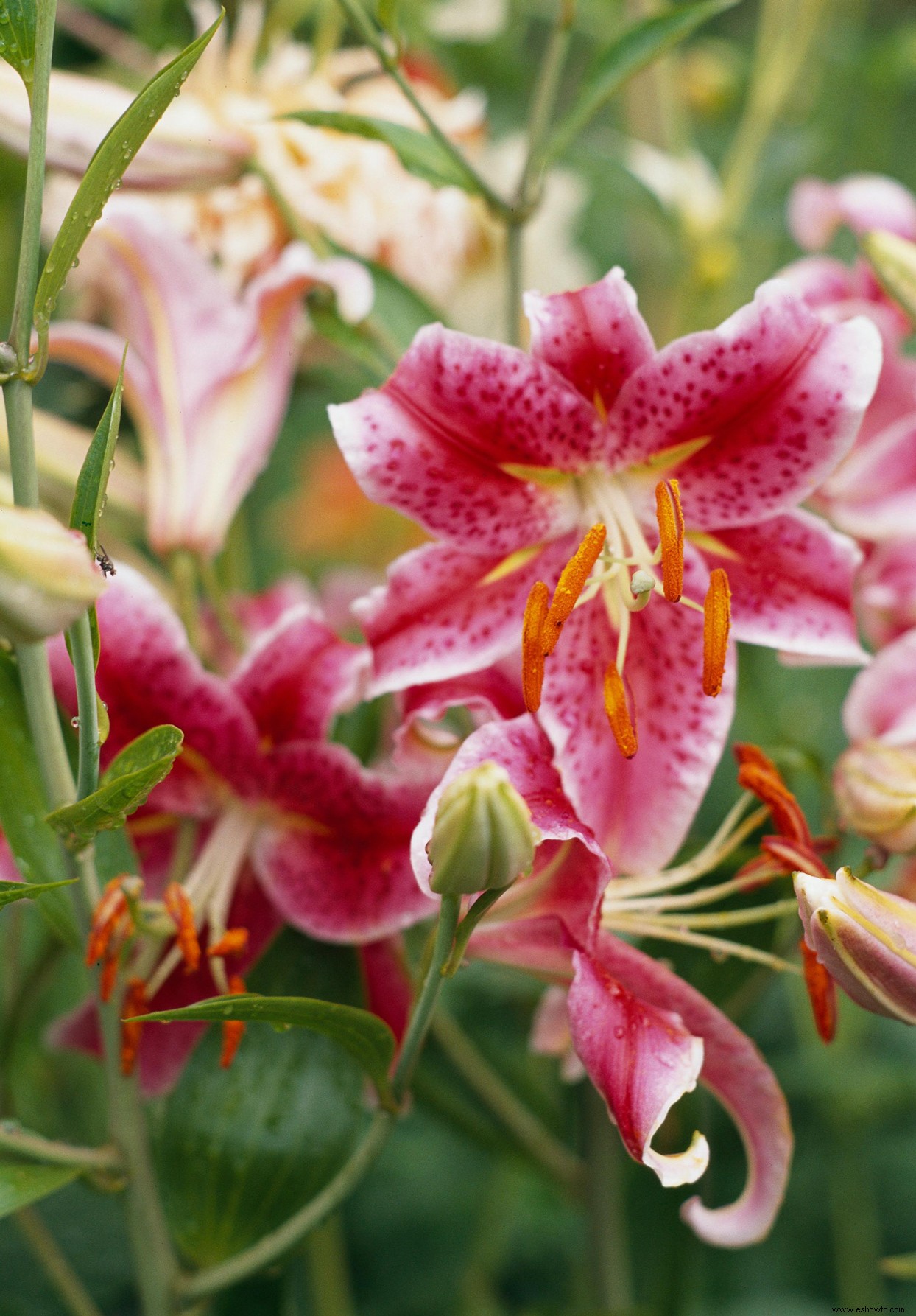 Elija estas flores que duran para arreglos duraderos 