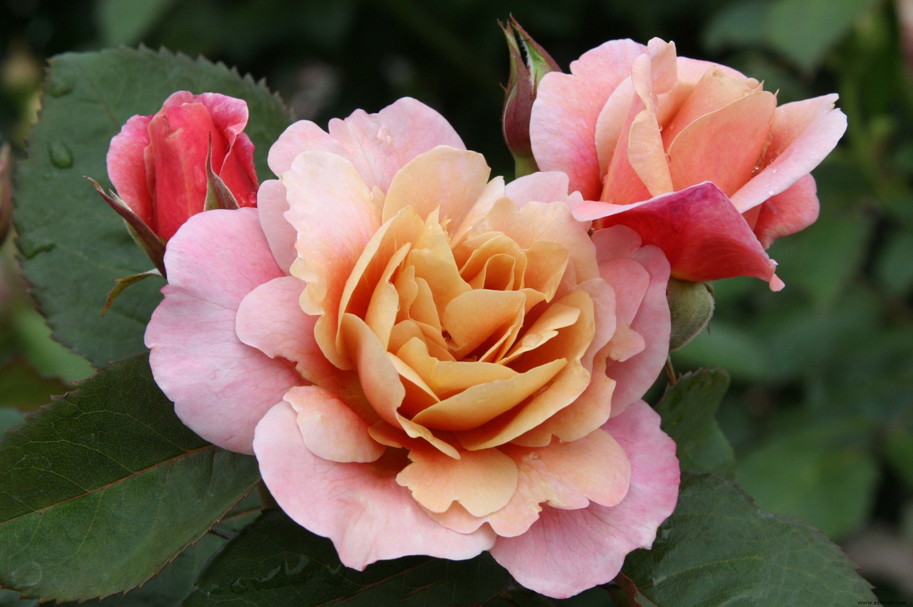 Distant Drums Rose tiene fragantes flores Ombre que se ven impresionantes en cualquier jardín 