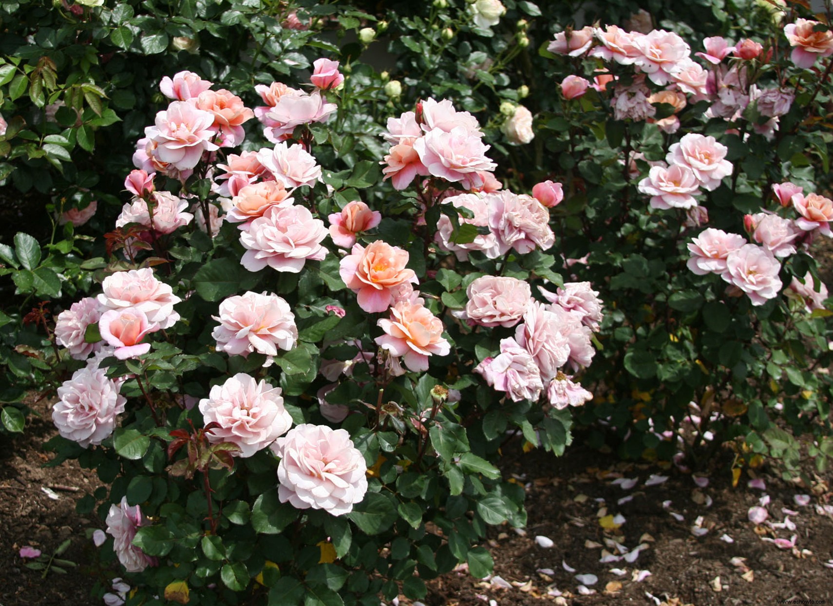 Distant Drums Rose tiene fragantes flores Ombre que se ven impresionantes en cualquier jardín 