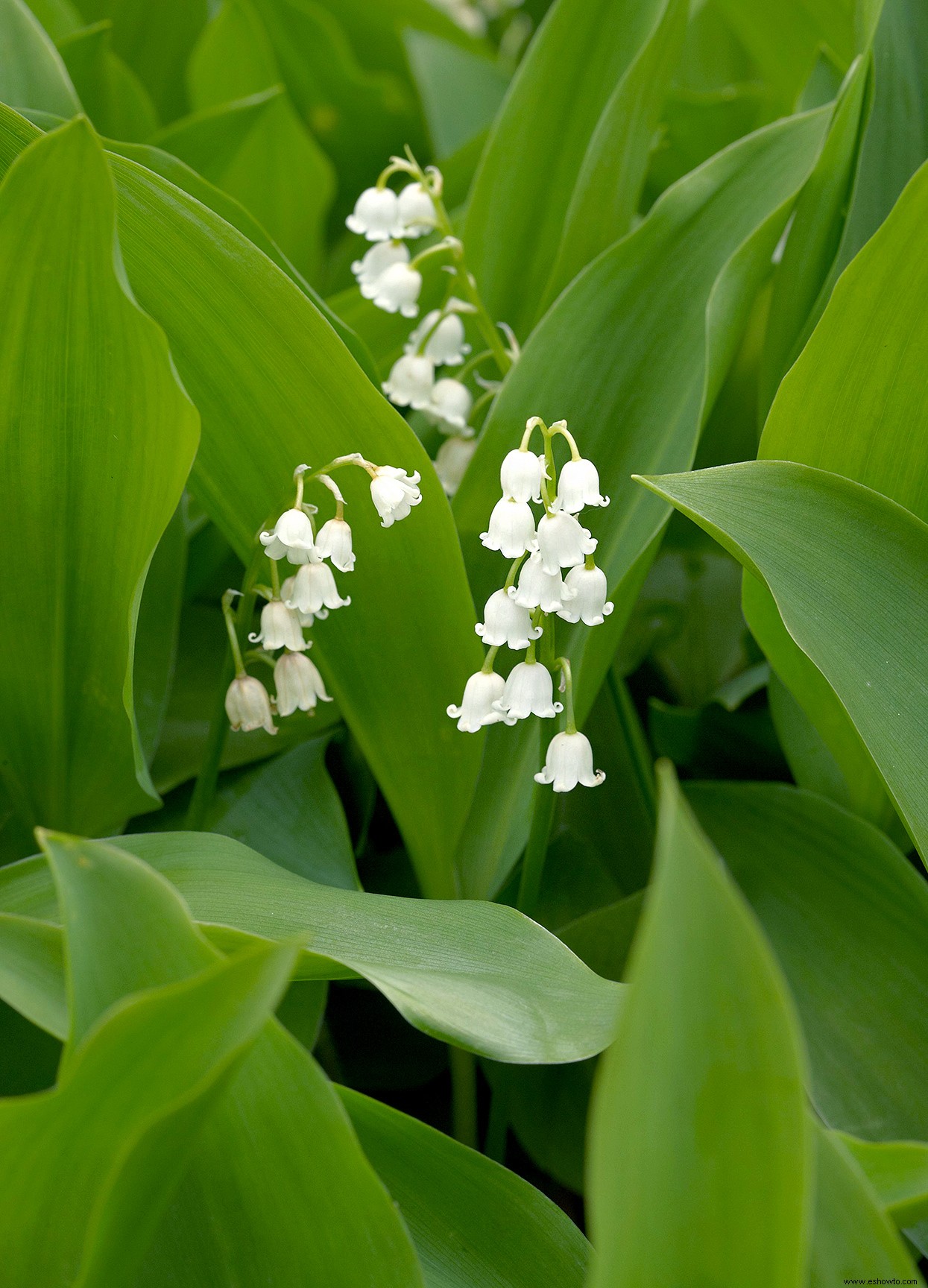 6 plantas perennes bonitas pero problemáticas que nunca debes plantar en tu jardín 