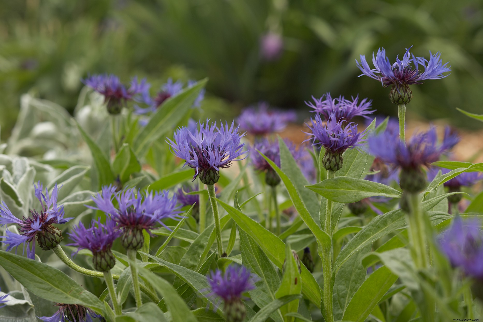 6 plantas perennes bonitas pero problemáticas que nunca debes plantar en tu jardín 