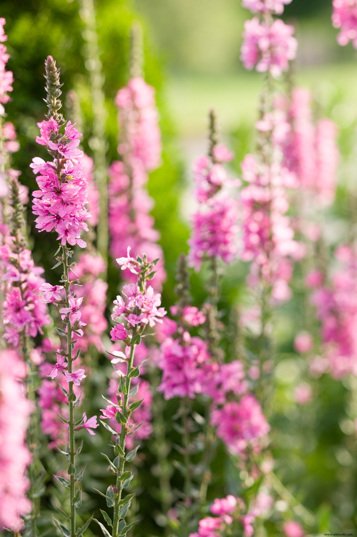 6 plantas perennes bonitas pero problemáticas que nunca debes plantar en tu jardín 