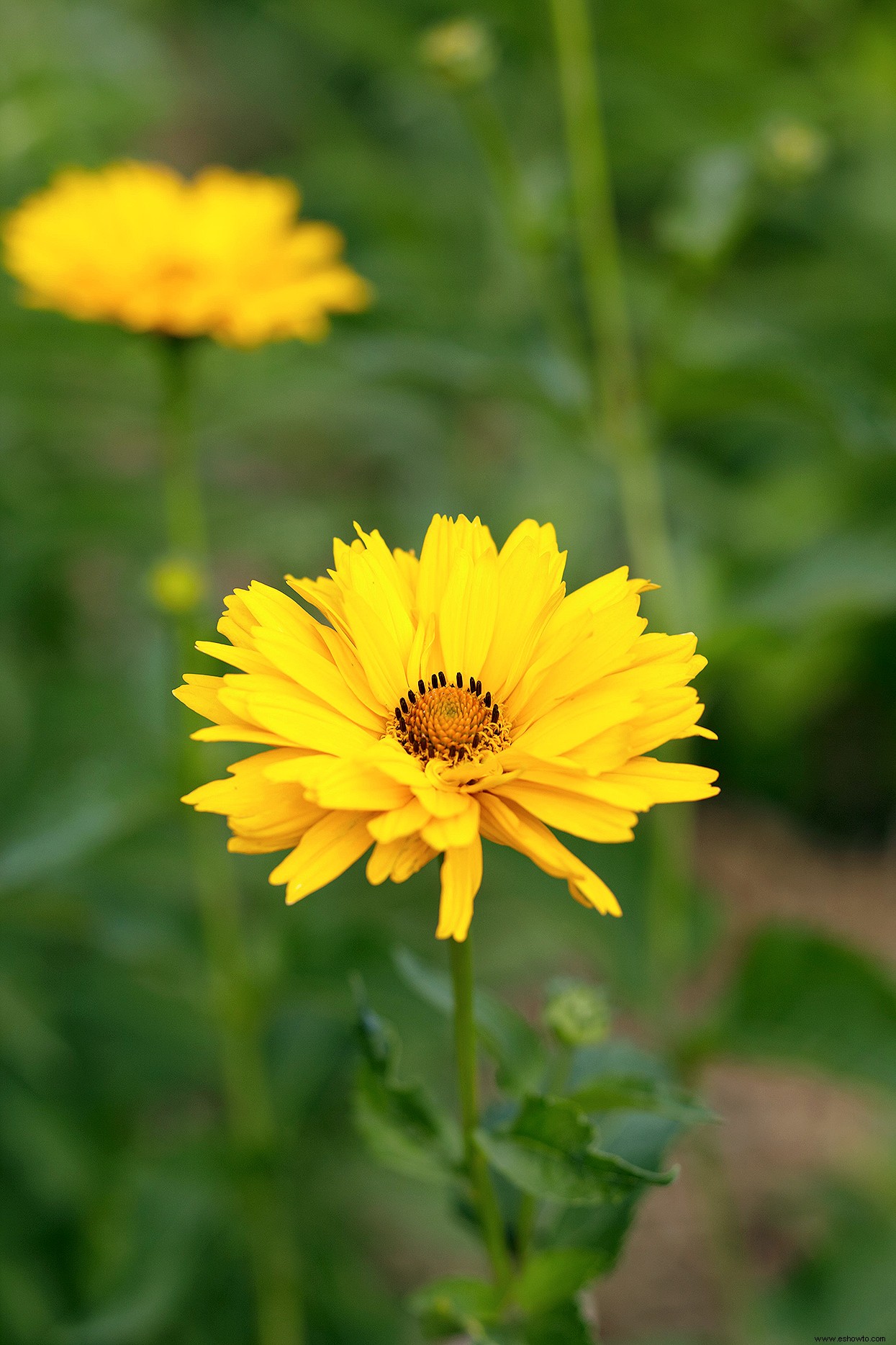 6 plantas perennes bonitas pero problemáticas que nunca debes plantar en tu jardín 