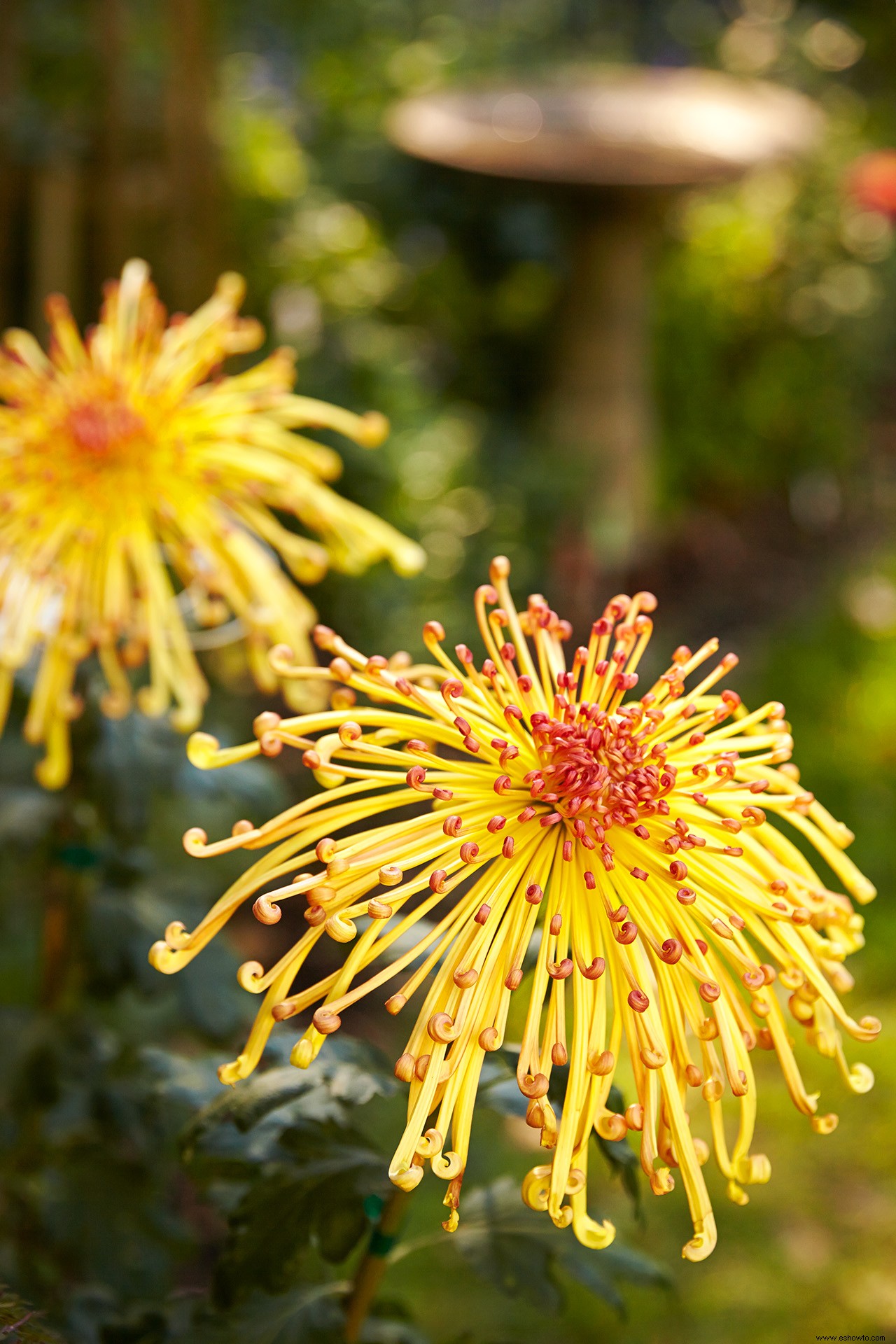 5 datos fascinantes sobre los crisantemos para ponerte de humor para el otoño 