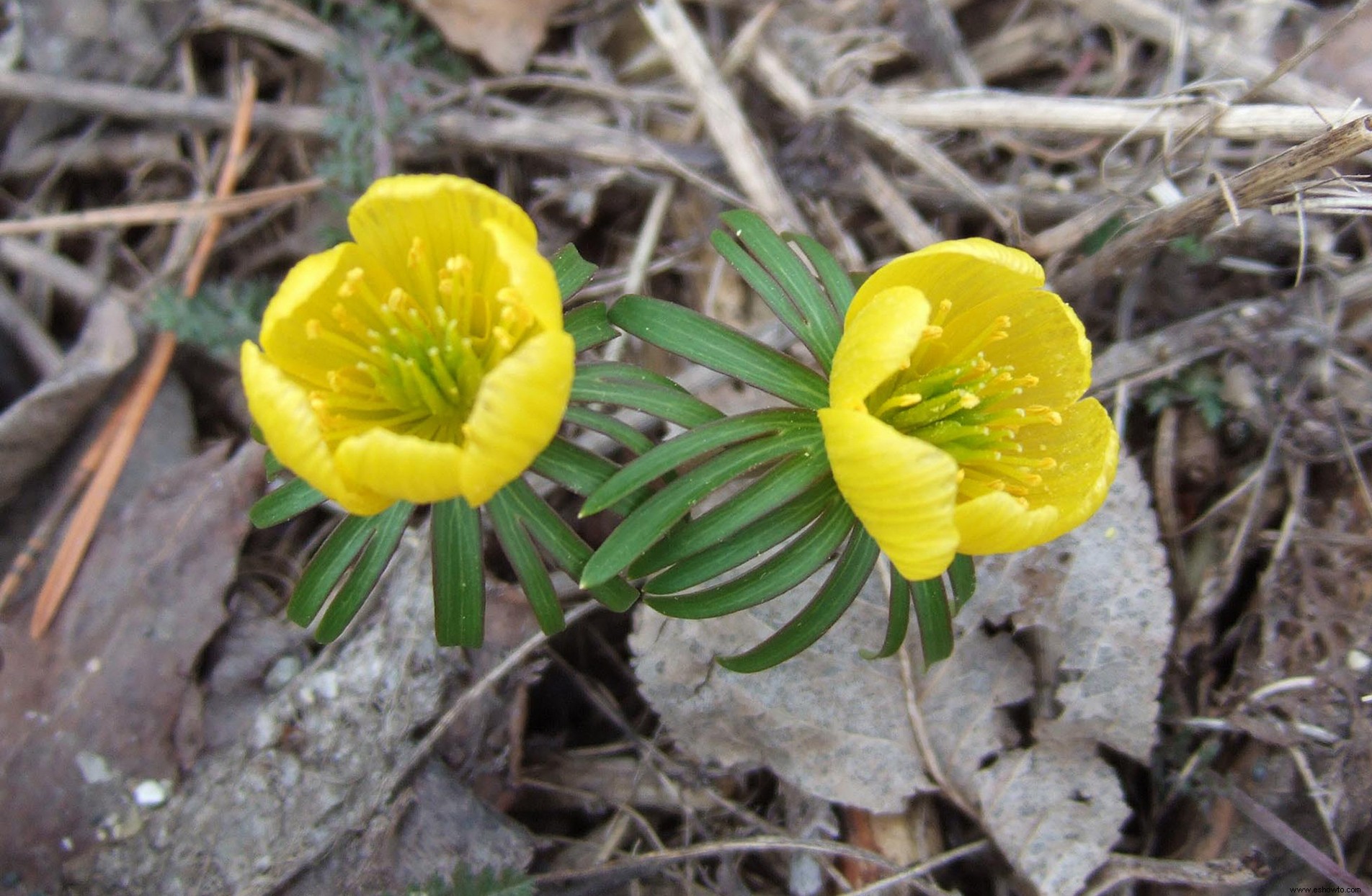 Los mejores bulbos para plantar en otoño para ayudar a los polinizadores a llegar a la primavera 