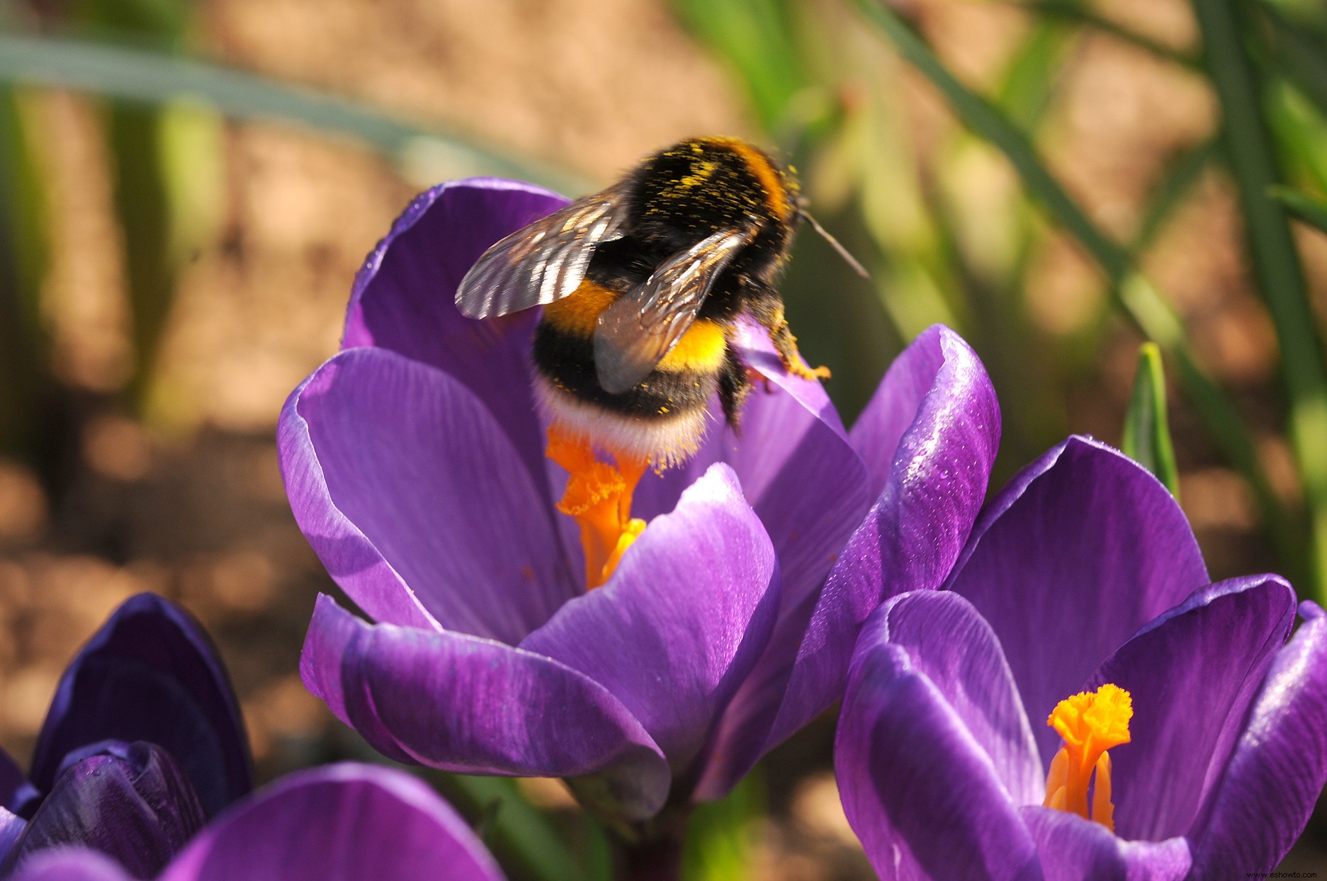 Los mejores bulbos para plantar en otoño para ayudar a los polinizadores a llegar a la primavera 