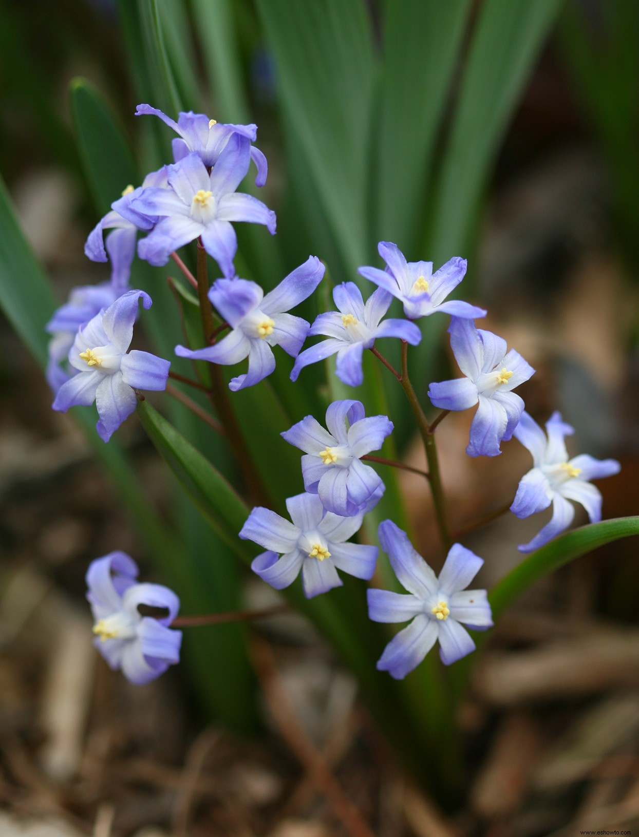 Los mejores bulbos para plantar en otoño para ayudar a los polinizadores a llegar a la primavera 