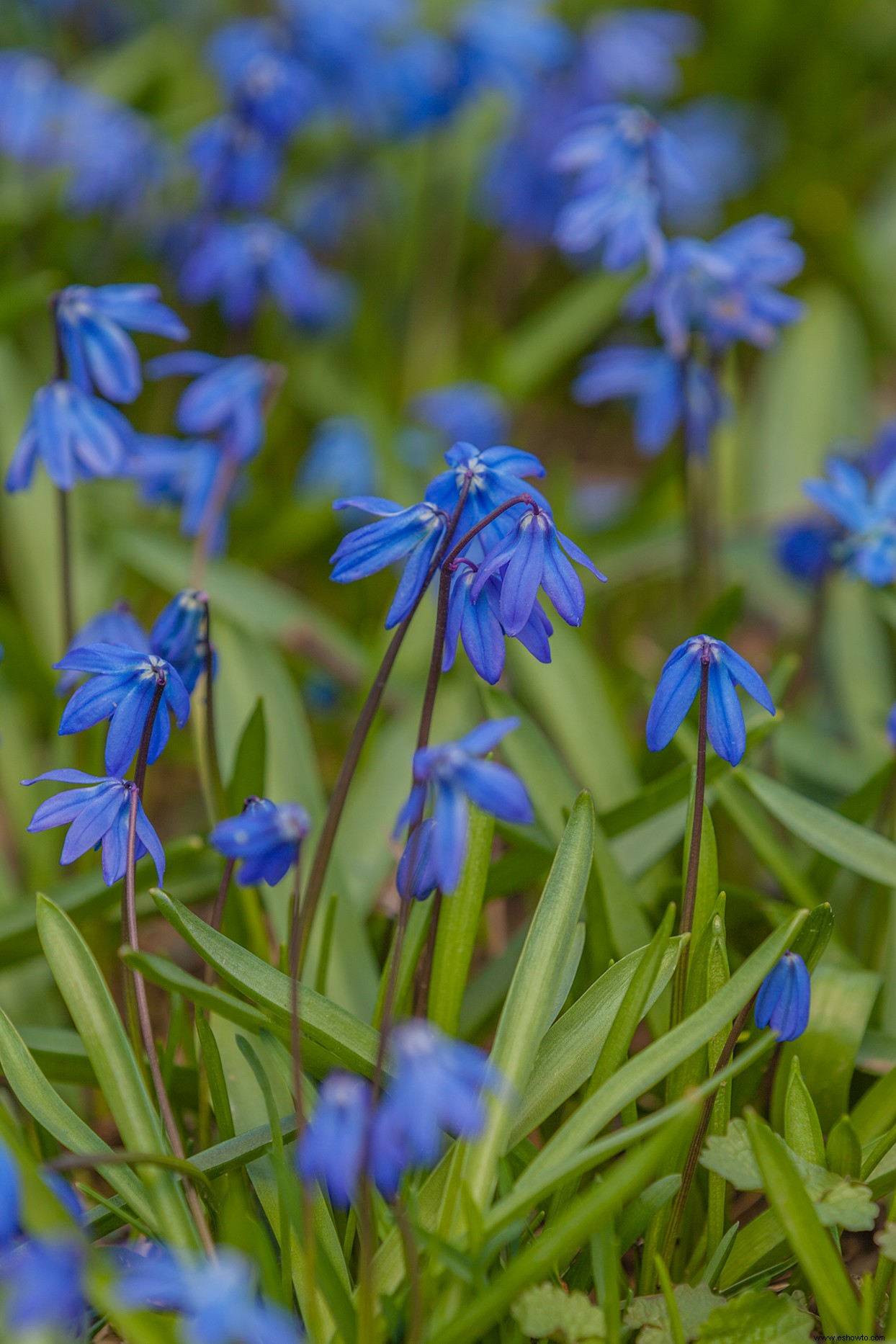 Los mejores bulbos para plantar en otoño para ayudar a los polinizadores a llegar a la primavera 