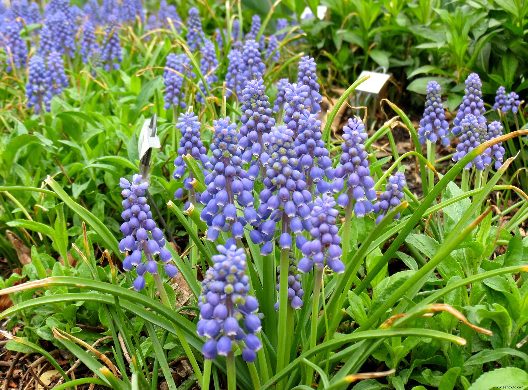 Los mejores bulbos para plantar en otoño para ayudar a los polinizadores a llegar a la primavera 