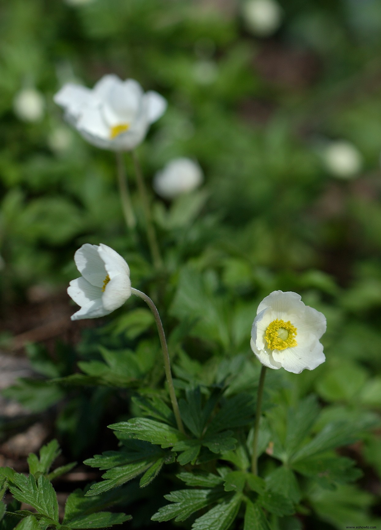 Los mejores bulbos para plantar en otoño para ayudar a los polinizadores a llegar a la primavera 