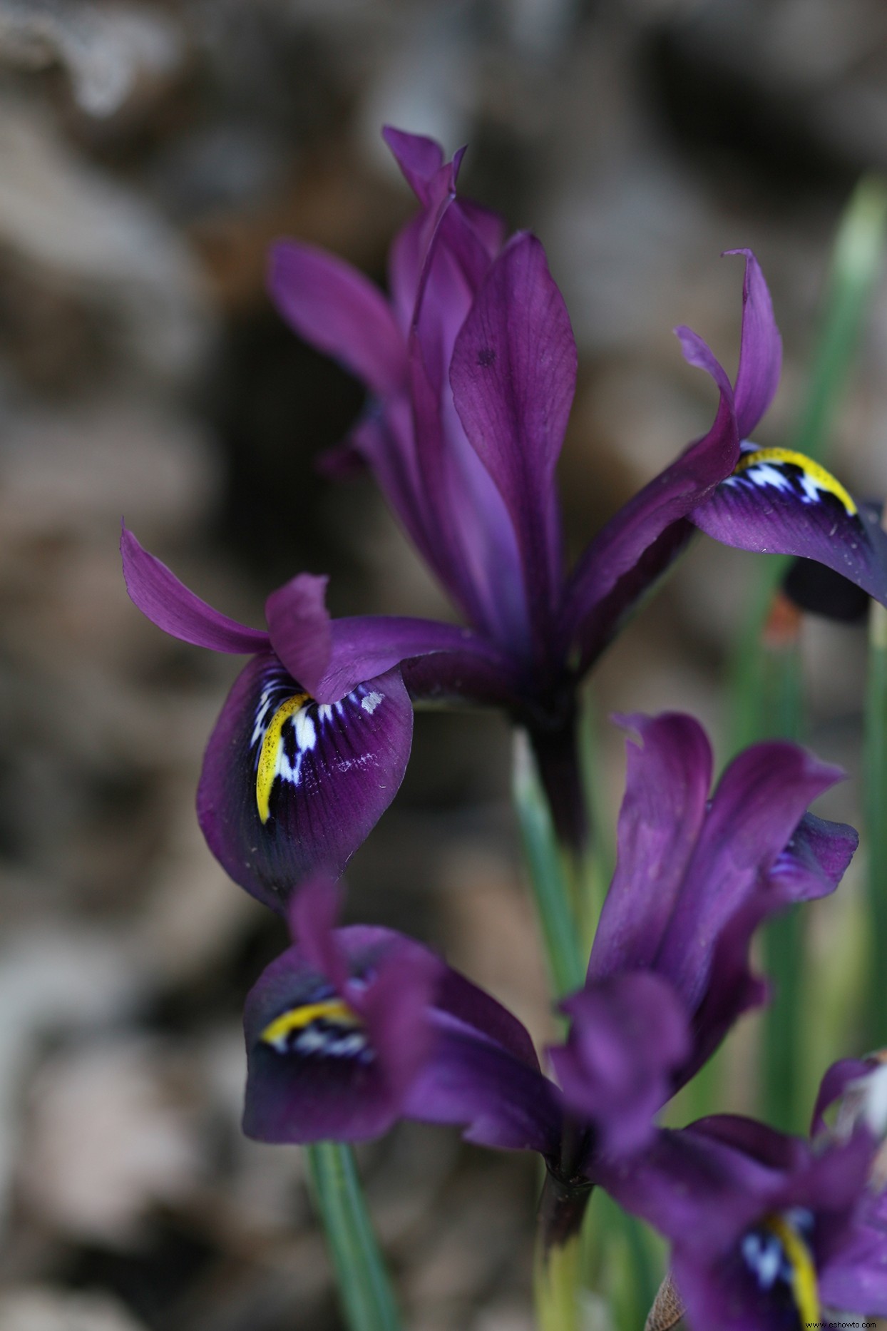 Los mejores bulbos para plantar en otoño para ayudar a los polinizadores a llegar a la primavera 