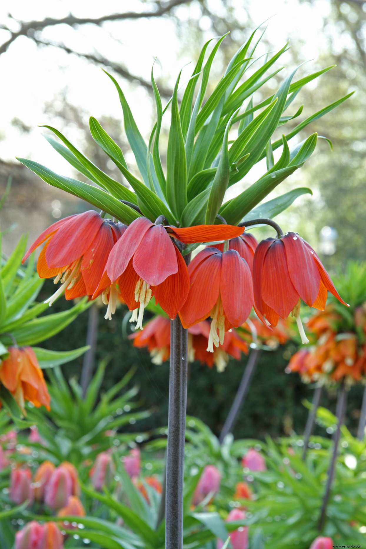 Los mejores bulbos para plantar en otoño para ayudar a los polinizadores a llegar a la primavera 