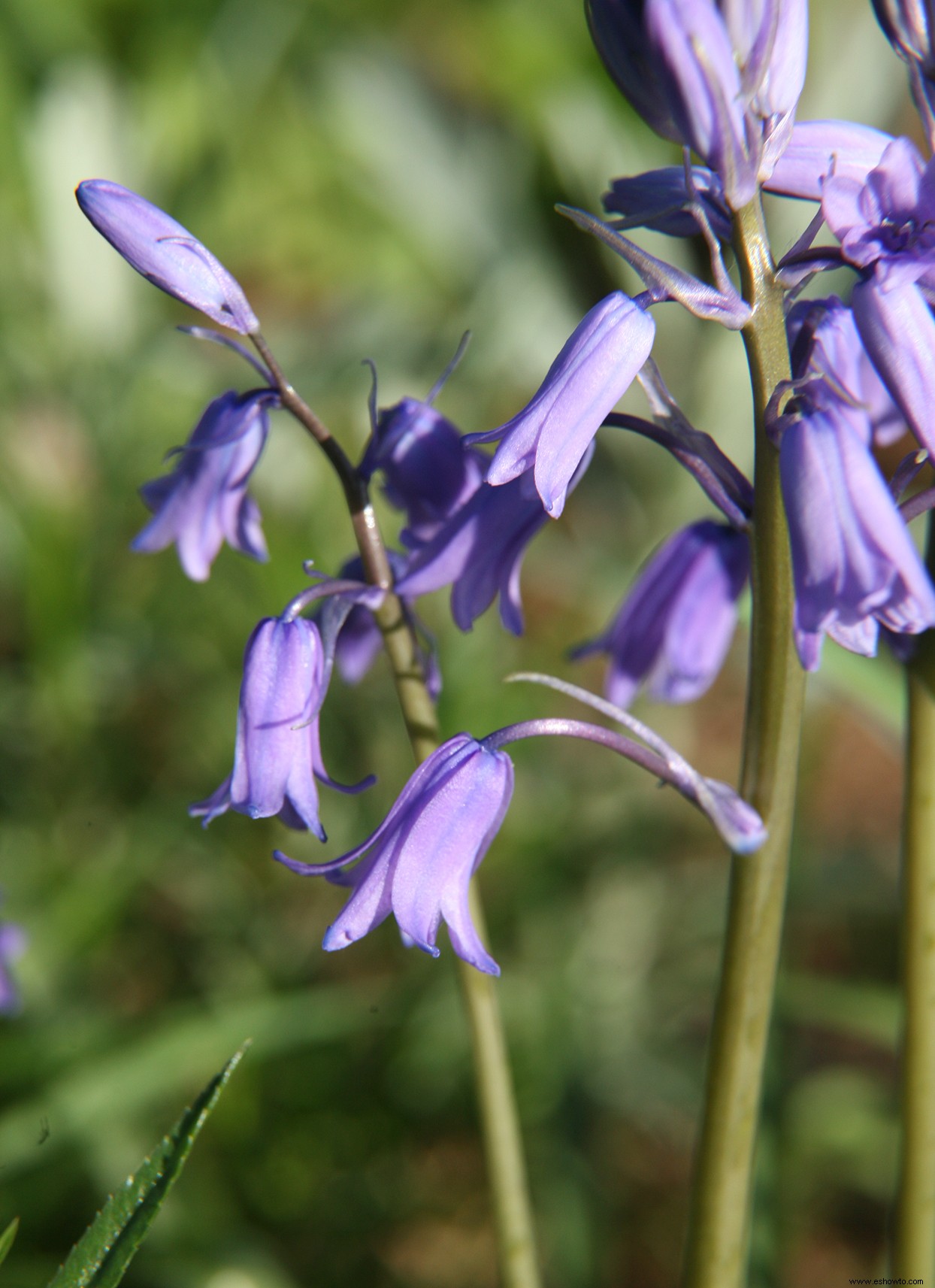 Los mejores bulbos para plantar en otoño para ayudar a los polinizadores a llegar a la primavera 